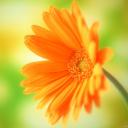 Flor de color naranja