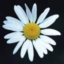 Una flor blanca