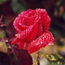 Gotitas de agua sobre una Rosa Roja