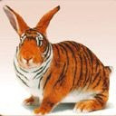 Conejo con piel de Tigre