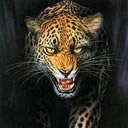 Jaguar en plena Cacería