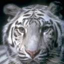 Imagen de Tigre para mi teléfono celular