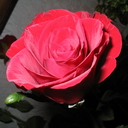 Una Rosa Roja