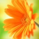 Flor Naranja 128x128