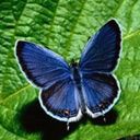 Una mariposa azul