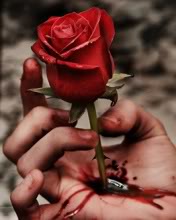 Rosa roja dañando mano