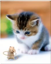 Mice Vs Kitten