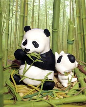 Osito Panda comiendo