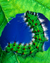 Caterpillar Meal