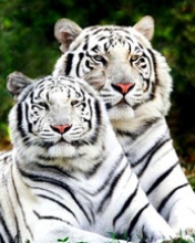 Family Feline Tigers