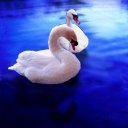 Cisnes nadando en lago Azul