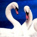 Cisnes Enamorados