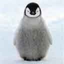 Pingüinito bebe