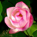Flor rosada en la planta