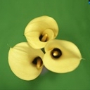 Tres Flores Amarillas
