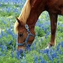 Horse in bluebonnets