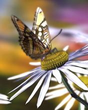 Mariposa sobre una flor