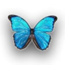 Mariposa Azul sobre tejido Blanco