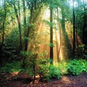 Rayos solares en medio del Bosque