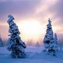 Tres árboles cubiertos de Nieve