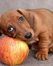 Perro salchicha acariciando una manzana