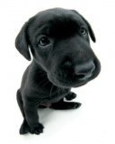 Hermoso cachorrito Negro