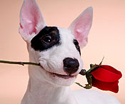 Simpático perro con flor en la Boca
