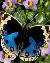 Mariposa azul negra y blanca
