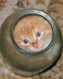 Gatito en un jarrón