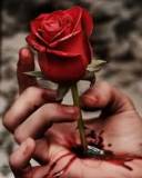 Rosa roja dañando mano