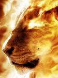 León en fuego