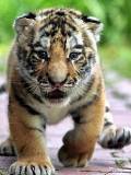 Tigre bebe