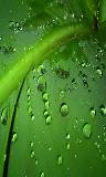 Gotas de agua sobre oja verde