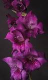 Flores violetas para celular
