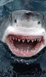 Tiburón Sonriente