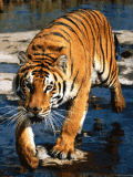 Un Tigre en el agua