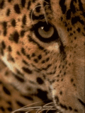 Leopardo cerrando el ojo