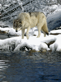 Lobo junto a un río