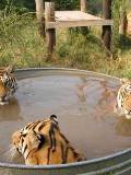 Tigres en una tina