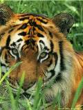 Rostro de un tigre en el pasto