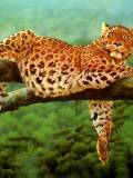 Jaguar en una rama