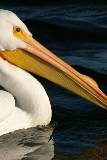 Pelicano en el agua