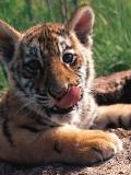 Un bebe de tigre