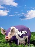 Cerdo Milka