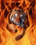 Tigre cruzando el Fuego