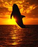 Delfín saltando