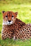 Leopardo para celular
