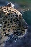 Rostro de Perfil de Leopardo