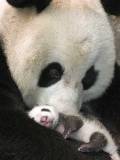 Mamá Oso Panda