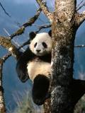 Oso Panda Adulto Escalando un árbol